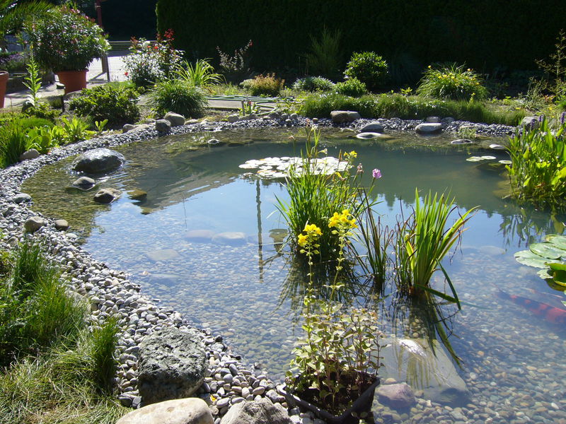 Teiche zum Schwimmen Teiche für Ihre Kois Teiche zum Anschauen und
