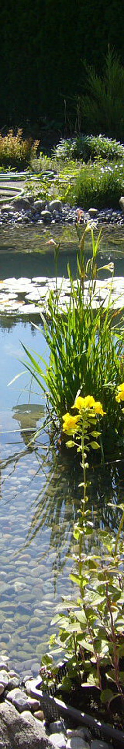 Teiche zum Schwimmen Teiche für Ihre Kois Teiche zum Anschauen und