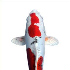 Koi-Logo